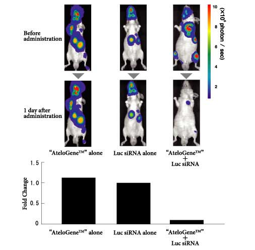  AteloGene®  体内siRNA转染试剂盒